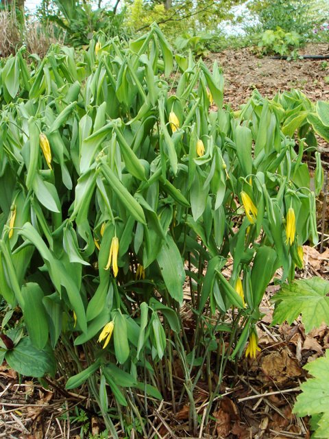 Uvularia grandiflora